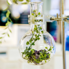 L`Oréal investește într-o companie de biotehnologie, pentru a dezvolta la scară largă ingrediente pe bază de plante  pentru o frumusețe sustenabilă