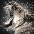 Horoscop: Top 3 cele mai INCAPATANATE zodii