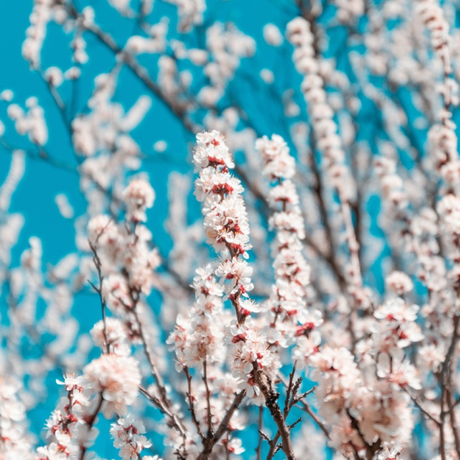 Perfecțiune într-un singur cadru de primăvară 