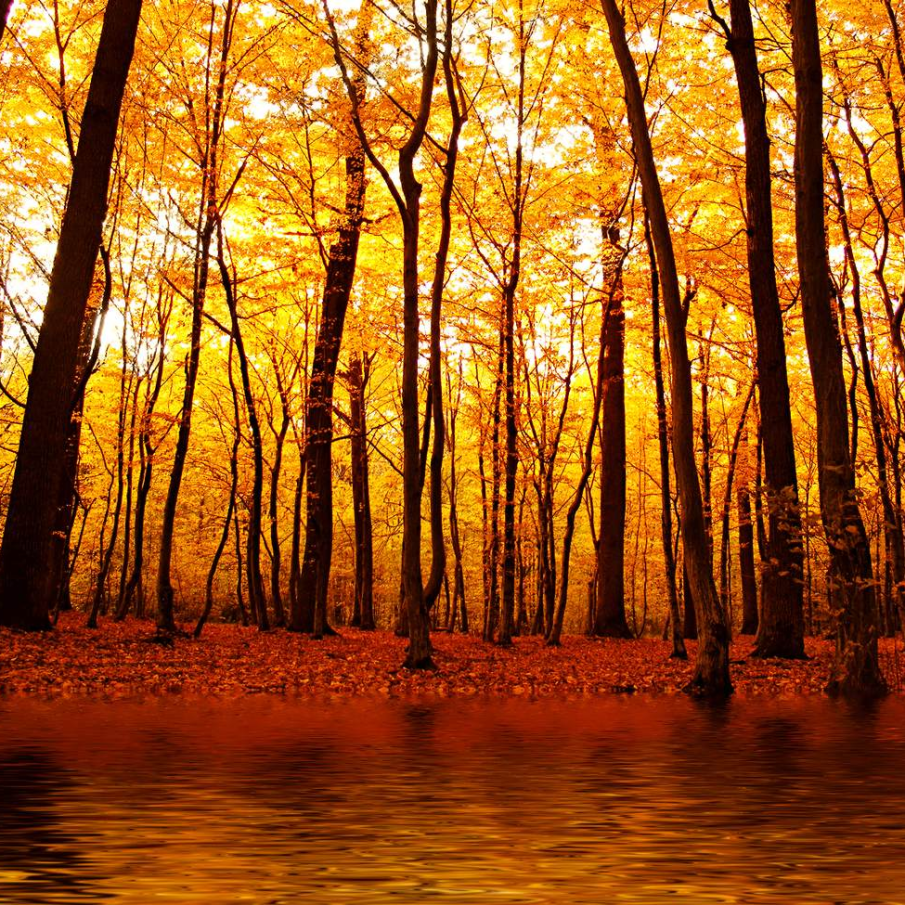 Lac chiar in mijlocul padurii 