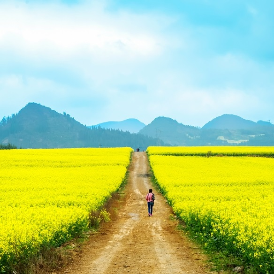 Imagini de vis cu cele mai frumoase lanuri de rapiță - galbenul absolut al lunilor aprilie/mai!y