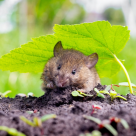 Aliatul natural împotriva șobolanilor și șoarecilor! Metoda simplă care îți poate proteja locuința