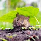 Aliatul natural împotriva șobolanilor și șoarecilor! Metoda simplă care îți poate proteja locuința