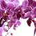 RADIANT ORCHID - culoarea anului 2014! Shopping in 15 nuante spectaculoase de Violet Orhidee