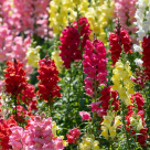 Gura-leului –floarea care are gura unui leu turbat și sufletul copilăriei. O atingi și te reîntorci în timpul fericirii…