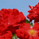 Trandafirul salbatic si secretul pielii fine si catifelate