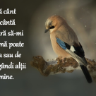 Daca te-ai nascut cu aripi, de ce sa te tarasti prin viata? 33 de citate de Rumi care iti schimba viata
