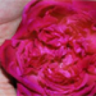 Menstruatia peste sarcina