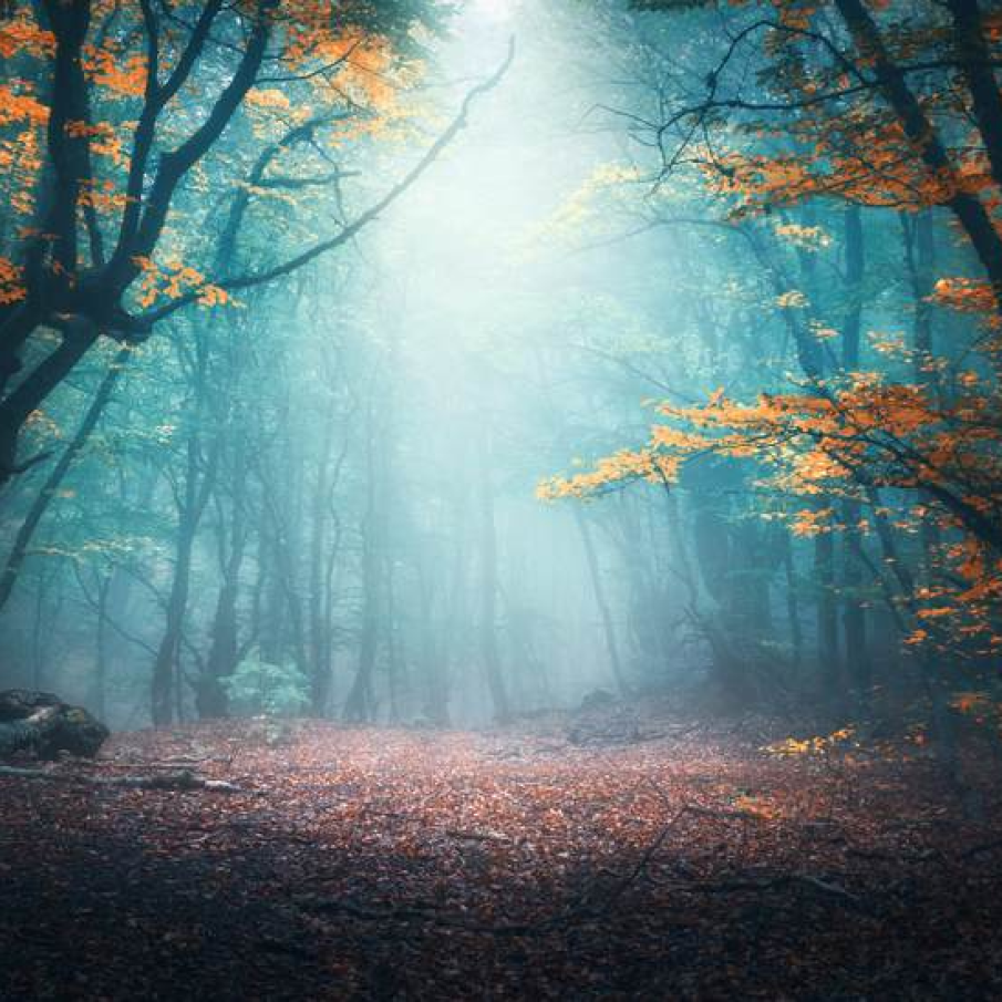 Sa fie oare o padure fermecata?