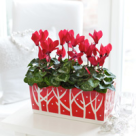 Cyclamen, o planta delicata si senzuala