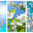 Primăvara, o poveste: 25 de Imagini de vis care ne conving să ieșim afară și să ne bucurăm de copăceii înfloriți