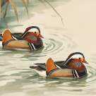 Rața mandarin, simbol al prosperității ca element Feng Shui în cultura asiatică      