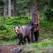 Apel internațional pentru salvarea urșilor bruni din România