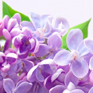 ON LiNE  te alinta cu doua noi arome: sapun lichid cu liliac si sapun lichid cu masline