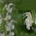 Salvia revelata, o nouă specie de plantă descoperită în România