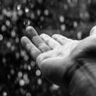 Un inger argintiu in ploaie 