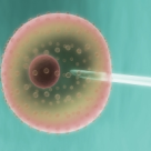 Celulele nemuritoare ce poarta numele Ei...