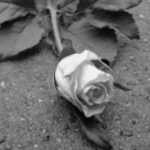 Scrisoare catre trecut