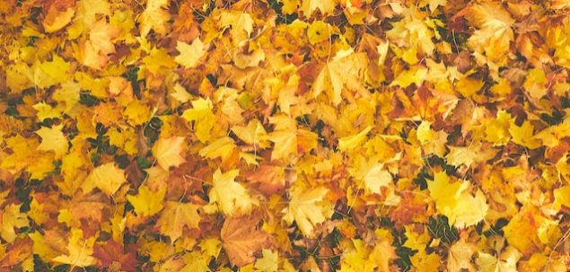 Imi place ca in fiecare toamna...