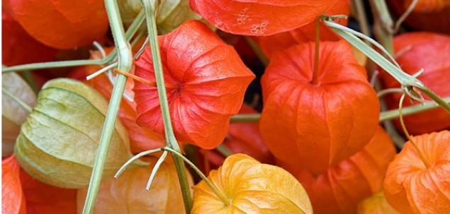 Care este prima culoare pe care ai remarcat-o?