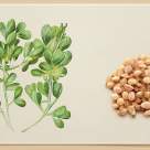 Schinduf: beneficiile și proprietățile unei plante care a atras atenția cercetătorilor și a nutritioniștilor din întreaga lume