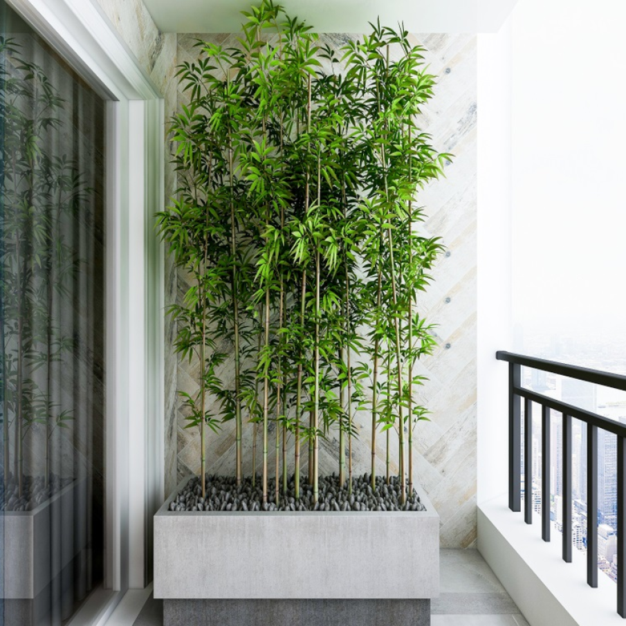 Paduricea din ghiveci 