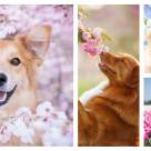 Ce înseamnă să trăiești clipa prezentă? 20 de imagini în care cel mai bun prieten al omului ne arată cum să ne bucurăm de primăvară