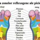 Descopera zonele-OGLINDA ale organelor