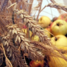 Graul, campionul cerealelor