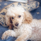 Targul animalelor de companie