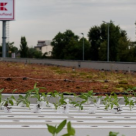Premiera: Kaufland Romania isi transforma acoperisurile, parcarile si exteriorul magazinelor in gradini urbane pentru comunitate