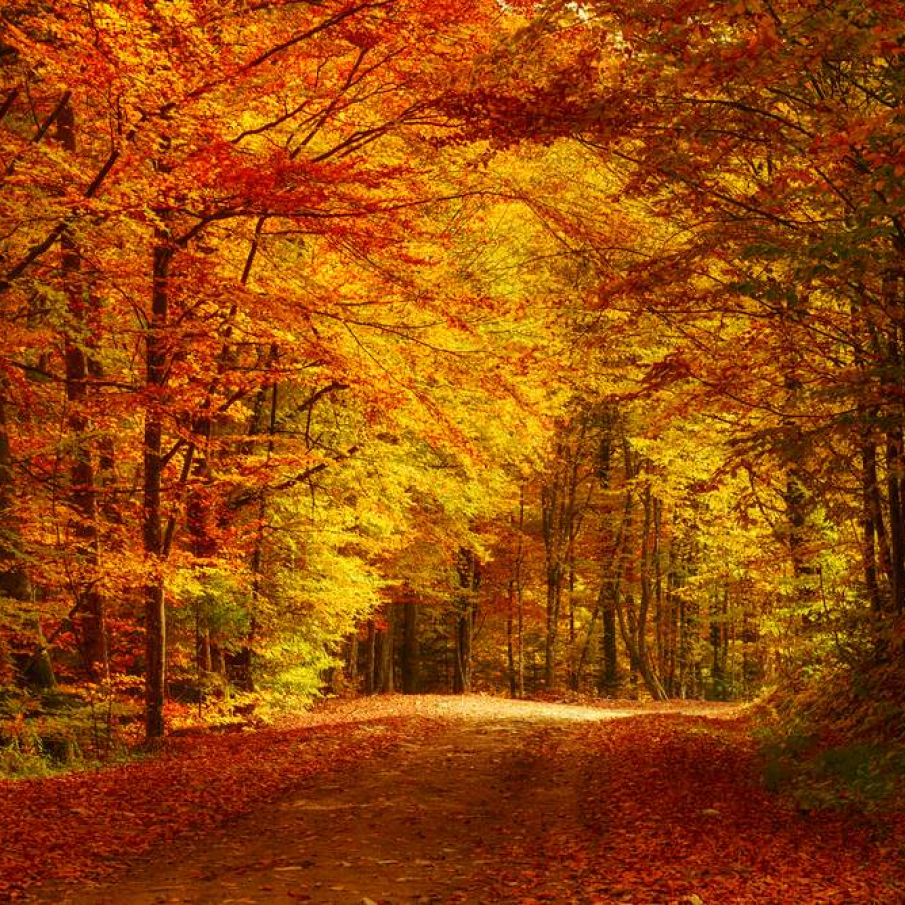 Magie de toamna in padure