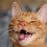 15 Imagini amuzante rău cu pisicuțe năzdrăvane și super expresive 