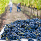 Notele amare sunt noua tendință în gustul șampaniei