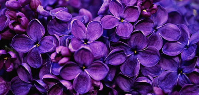 Acestea sunt flori de...