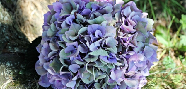 Aceasta floare este o...