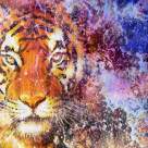 A început Anul Chinezesc al Tigrului de Apă: se deschide o puternică buclă energetică a manifestării cum nu am mai avut de 60 de ani