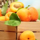 Caisele, fructele cu ENERGIA SOARELUI: Afla 5 BENEFICII extraordinare pentru organismul uman ale caiselor!