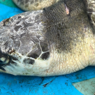 Povestea broaștei țestoase Lucky: salvată din apele înghețate ale Canadei și readusă în ocean