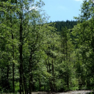 Riscăm să pierdem 500.000 de hectare de pădure!