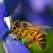 Alerta ecologica: Disparitia albinelor