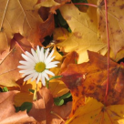 Ce floare este trecutul tau?