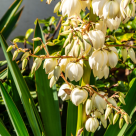 Yucca: Cum să ai grijă de această plantă spectaculoasă în ghiveci sau grădină