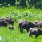 Cea mai mare populație de zimbri liberi din România este în creștere
