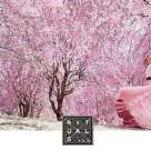 SĂRBĂTOREȘTE FIECARE ZI CU THE RITUAL OF SAKURA – NOUL SPRAY ILUMINATOR PENTRU CORP SE ALĂTURĂ COLECȚIEI EMBLEMATICE