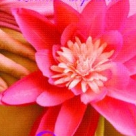 99 de fantezii pentru o viata sexuala implinita