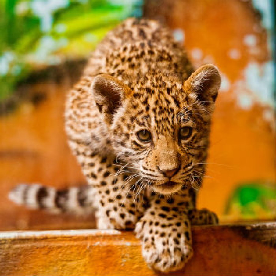 Pui de jaguar