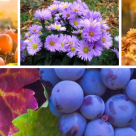 Toamna, esti minunata! 23 de imagini care ne aduc toamna in suflet ♥♥♥