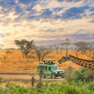 Cele mai interesante locuri în care putem călători pentru a vedea animale sălbatice în habitatul lor natural