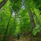 24.000 de hectare de paduri virgine din Romania au intrat in patrimoniul UNESCO